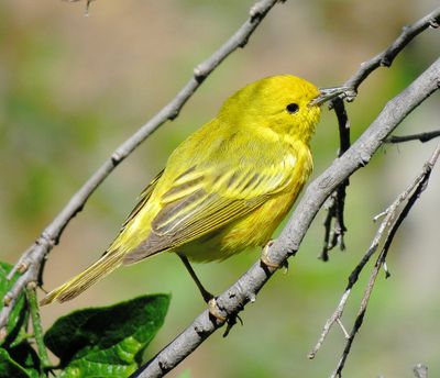 Yellow Warbler