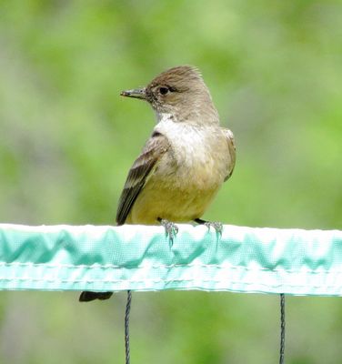 Say's Phoebe