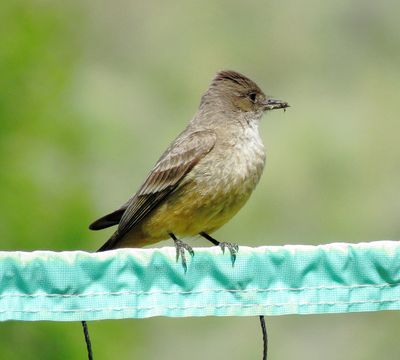 Say's Phoebe