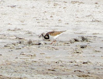Ruddy Turnstone