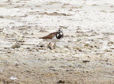 Ruddy Turnstone