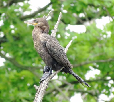 Neotropic Cormorant
