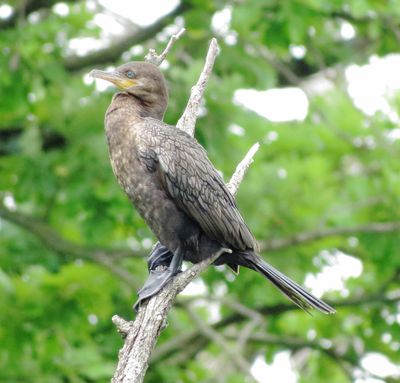 Neotropic Cormorant