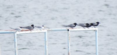Black and Least Terns