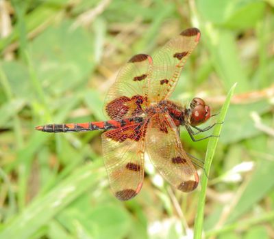 Calico Pennant