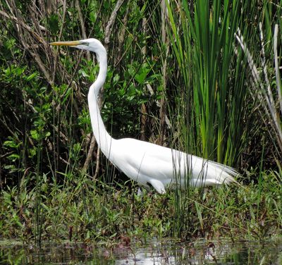 Great Egret