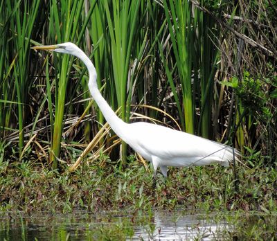 Great Egret