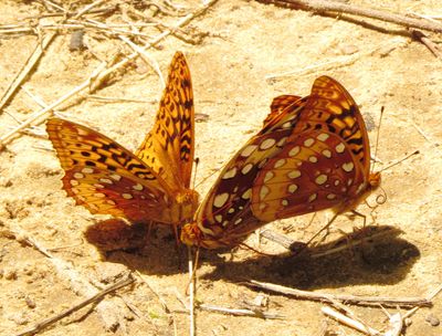 Great Spangled Fritillary