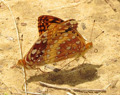 Great Spangled Fritillary