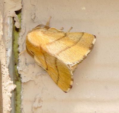 Forest Tent Caterpillar Moth