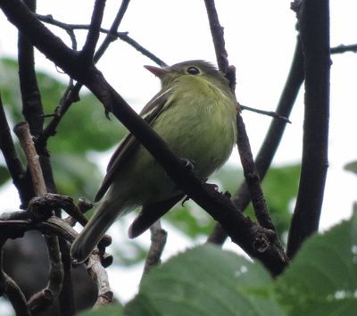 Yellow-Bellied Flycatcher