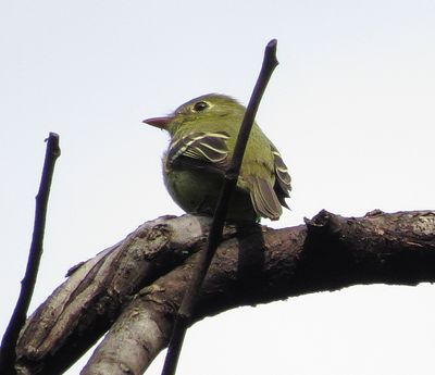 Yellow-Bellied Flycatcher