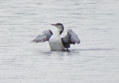 Common Loon