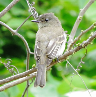 Eastern Phoebe