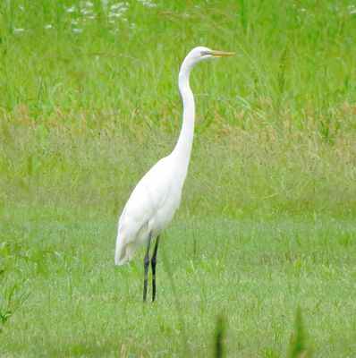 Great Egret