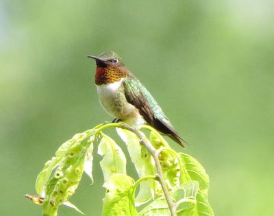 Ruby-Throated Hummingbird