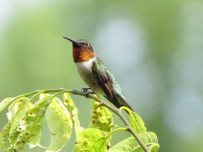 Ruby-Throated Hummingbird