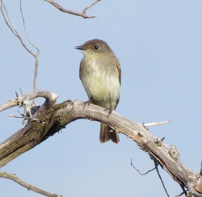Eastern Phoebe
