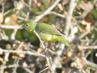 Painted Bunting