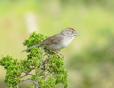 Rufous-Crowned Sparrow