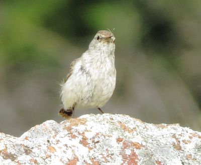 Rock Wren