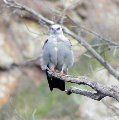 Mississippi Kite