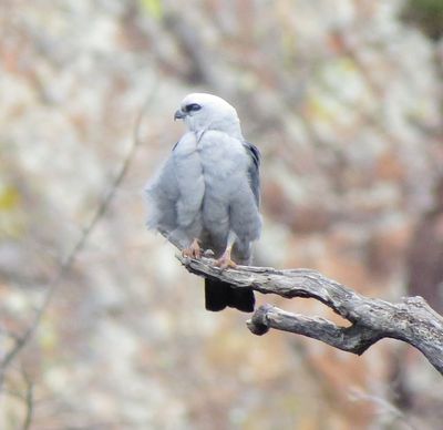 Mississippi Kite