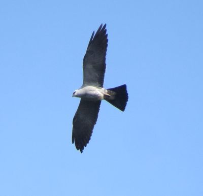 Mississippi Kite