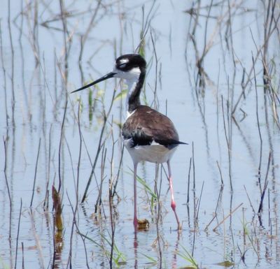 Black-Necked Stilt