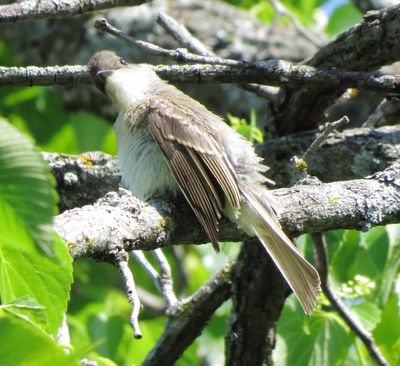 Eastern Phoebe