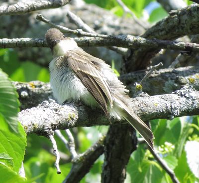 Eastern Phoebe