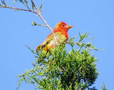 Summer Tanager