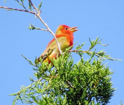 Summer Tanager
