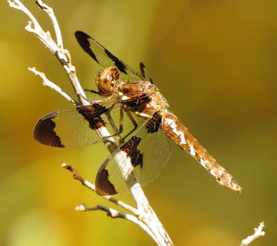 Common Whitetail