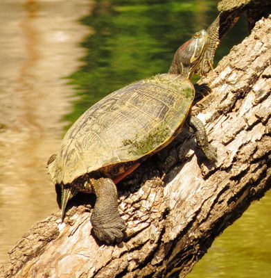 Red-Eared Slider