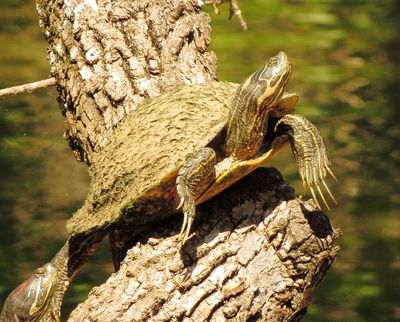 River Cooter