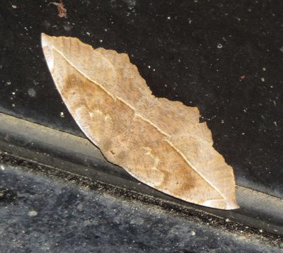 Curve-Toothed Geometer Moth