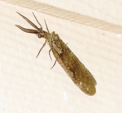 Spring Fishfly