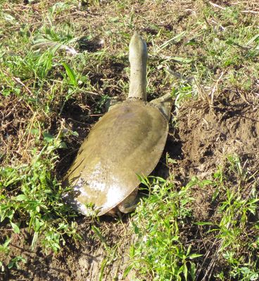 Spiny Softshell
