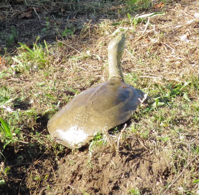 Spiny Softshell