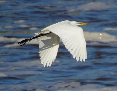 Great Egret