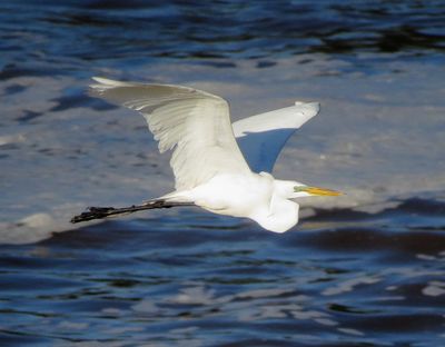 Great Egret