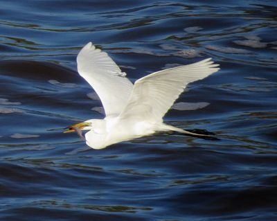 Great Egret