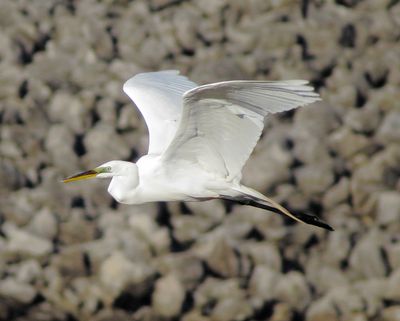 Great Egret