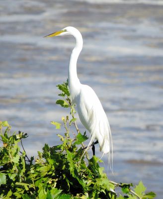 Great Egret