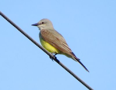 Western Kingbird