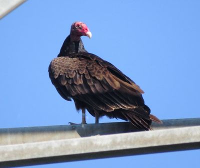 Turkey Vulture