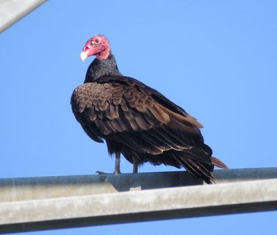 Turkey Vulture