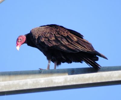 Turkey Vulture
