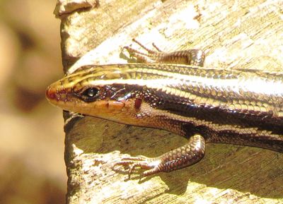 Common Five-Lined Skink
